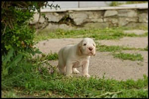 wyżeł niemiecki, spinone italiano