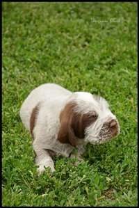 wyżeł niemiecki, spinone italiano