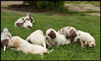 wyżeł niemiecki, spinone italiano