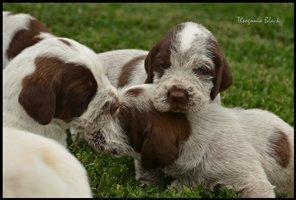 wyżeł niemiecki, spinone italiano