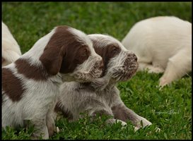 wyżeł niemiecki, spinone italiano