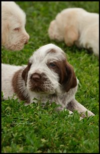 wyżeł niemiecki, spinone italiano