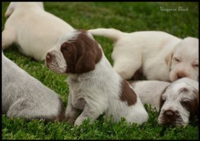 wyżeł niemiecki, spinone italiano