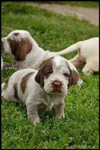 wyżeł niemiecki, spinone italiano