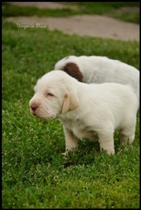 wyżeł niemiecki, spinone italiano