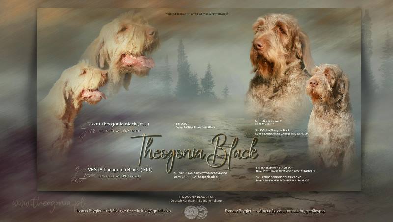 wyżeł niemiecki, spinone italiano